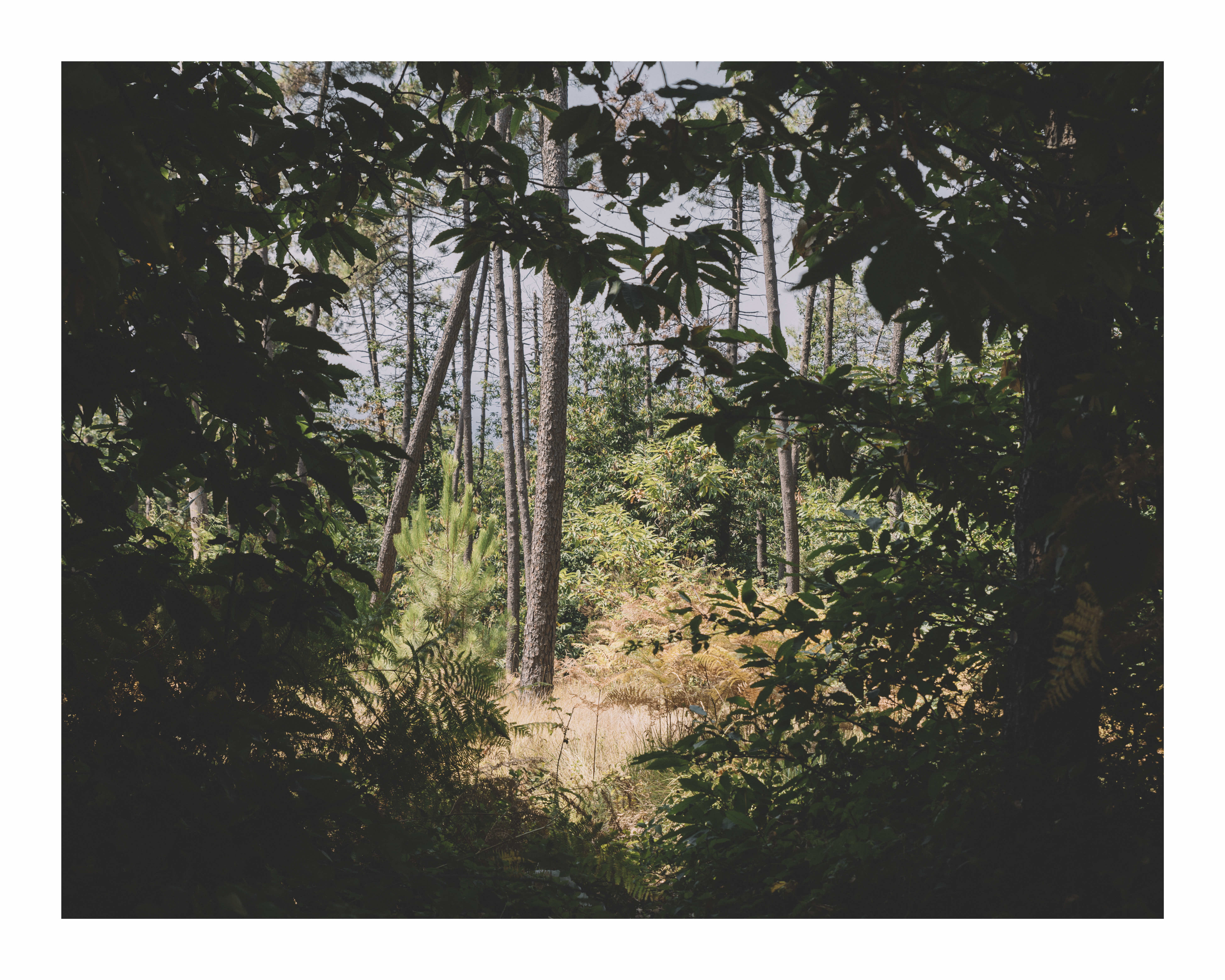 calvez—calvez