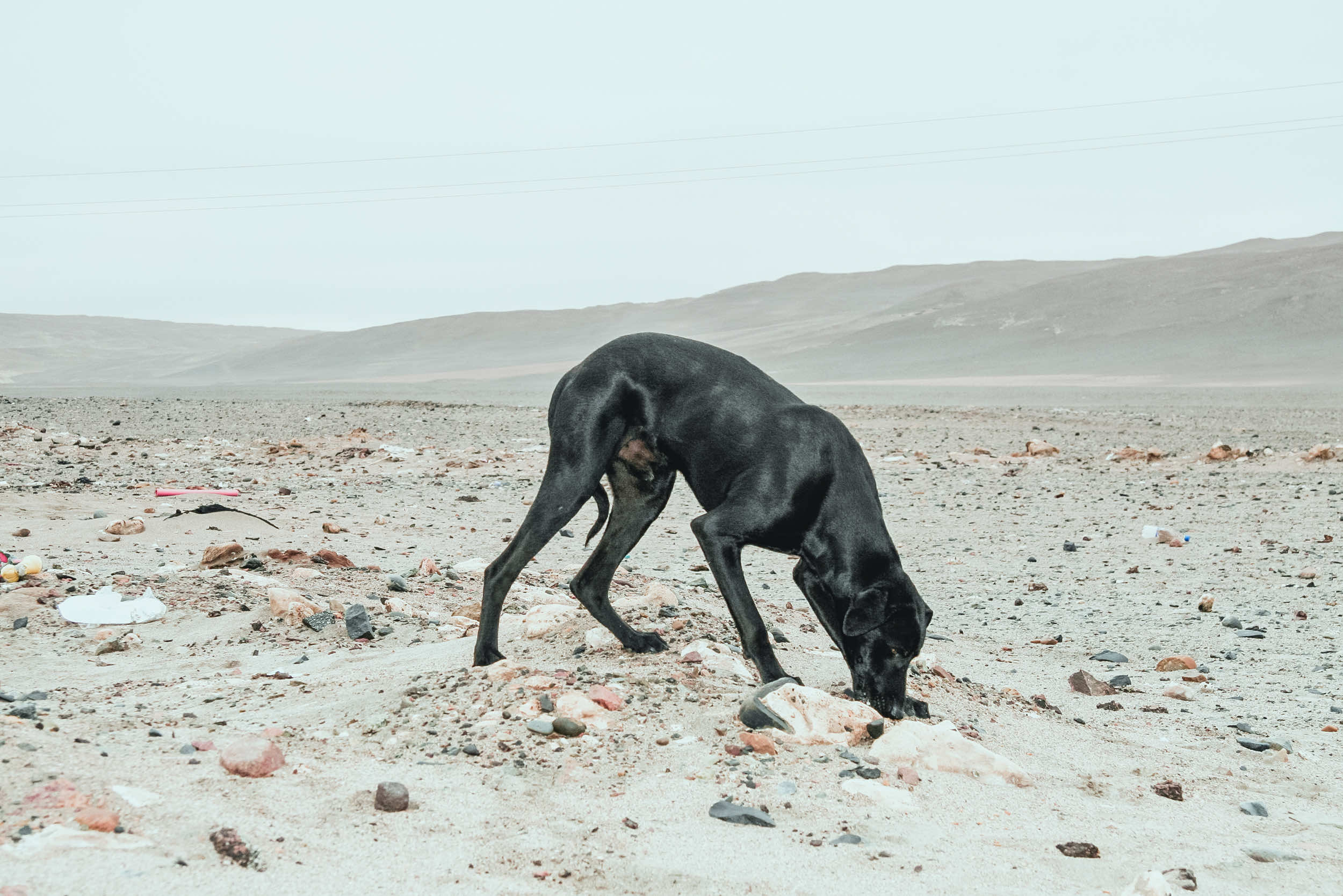 calvez—calvez
